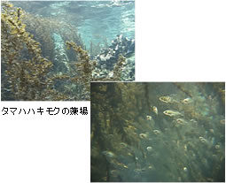 画像：藻場に集まる稚魚