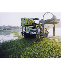 画像：海岸からのアオサ回収