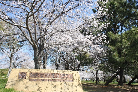 みなと100年公園の桜１枚目