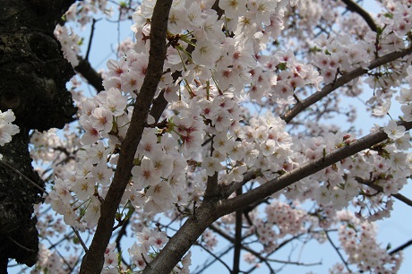 香住丘の桜4