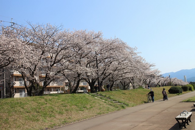 写真：室見川河畔の桜2