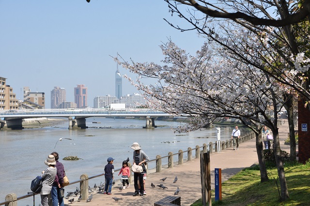 写真：室見川河畔の桜