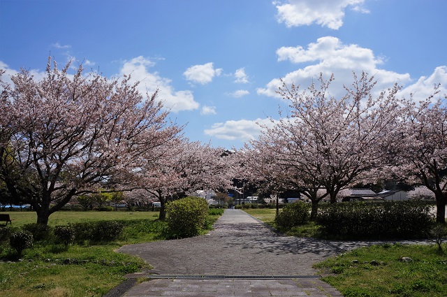 写真：脇山中央公園の桜