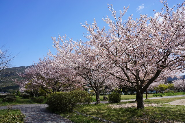 写真：脇山中央公園の桜2