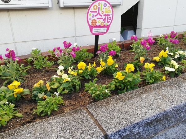 きれいな花に彩られた区役所花壇