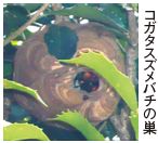 コガタスズメバチの巣の写真