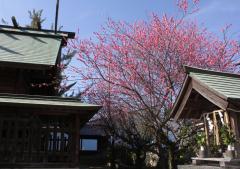 地禄神社の梅の花（塩原）2015年2月撮影