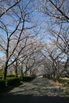 花畑園芸公園の桜並木2008年4月