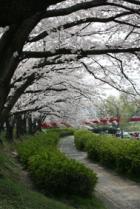 的場橋の桜2008年4月撮影
