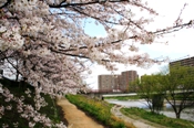 那珂川河畔の桜2010年3月