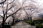 花畑園芸公園の満開の桜並木2010年3月撮影