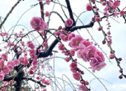 花畑園芸公園　梅の花（令和4年2月撮影）