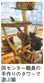 家庭動物啓発センター職員の手作りのタワーで遊んでいる猫たちの写真