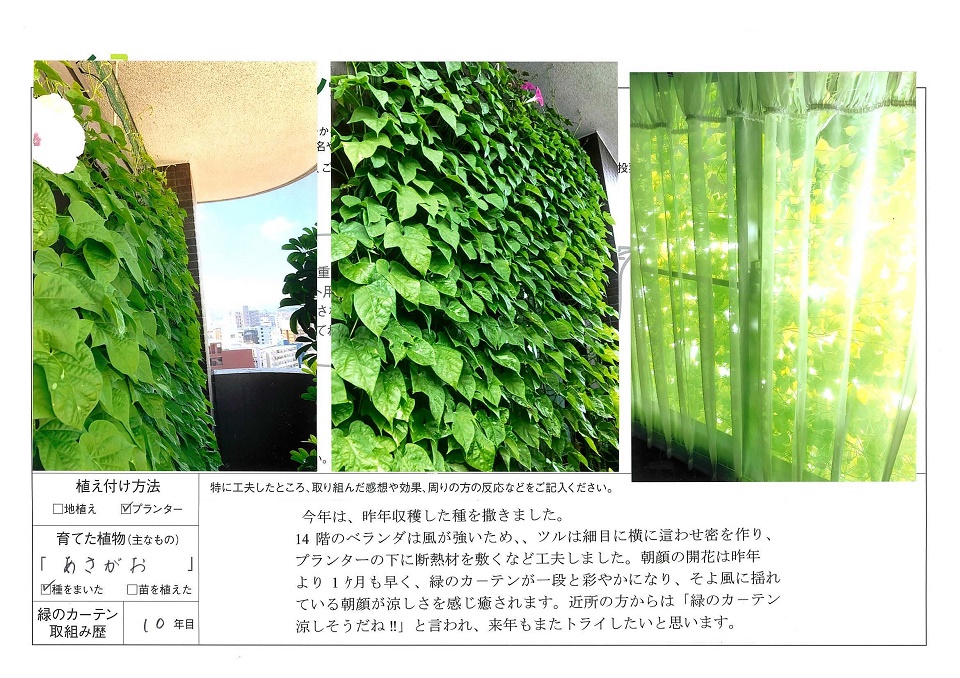 写真：≪一人一花賞≫福田峰子様の緑のカーテンの様子。植え付け方法：プランター、育てた植物：あさがお、緑のカーテン歴：10年目