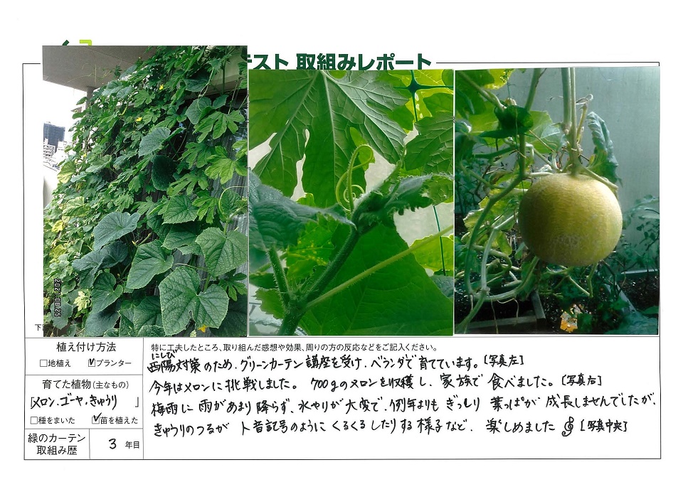 写真：≪優秀賞≫木村佐也子様の緑のカーテンの様子。植え付け方法：プランター、育てた植物：メロン・ゴーヤ・きゅうり、緑のカーテン歴：3年目