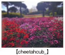 【cheetahcub_】
