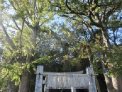 写真：橋本八幡宮のイヌマキ