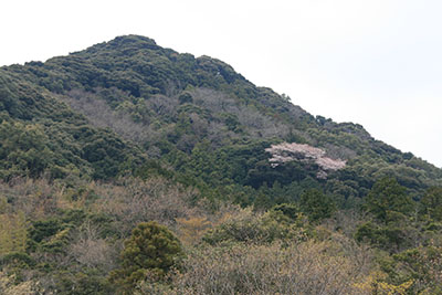 写真：飯盛山の王桜