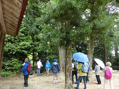 写真：妙見宮内の市保存樹群