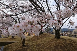 南区長住中央公園の桜
