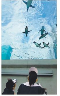 真下から見上げるとペンギンが空を泳いでいるように見える写真