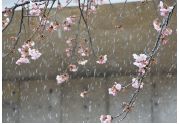雪の中の桜の写真