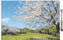 桜が広場一帯に咲き誇っている広々とした芝生広場の写真