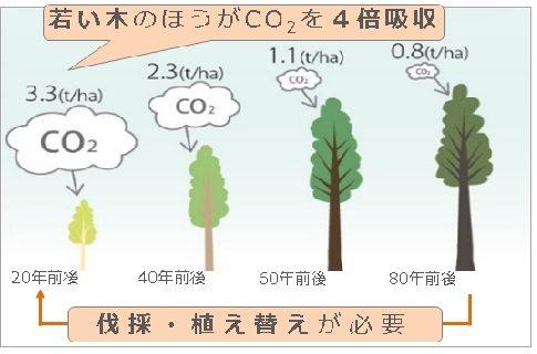 植林年数によるCO2吸収量の比較画像