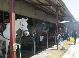 厩舎で馬が迎えてくれる写真
