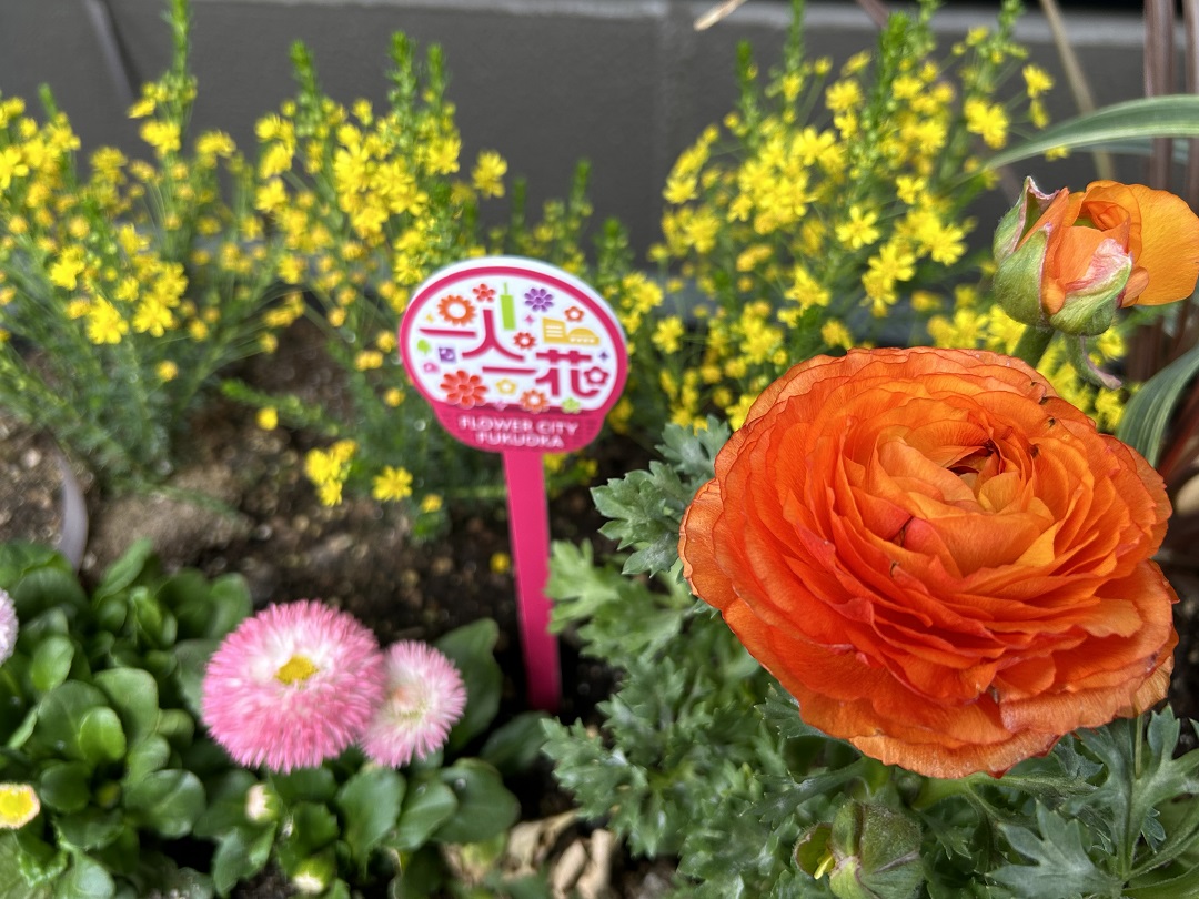 オレンジ色のラナンキュラスが大きく花を開いている花壇の写真