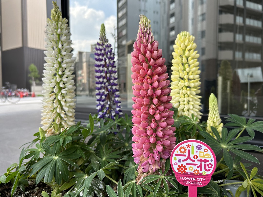 ピンク色や紫色、白色、黄色のルピナスが咲いている花壇の写真
