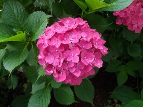 紫陽花の写真