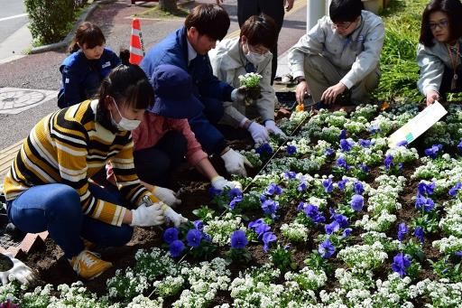 専門学生が花壇に白い花や紫の花を植えている写真