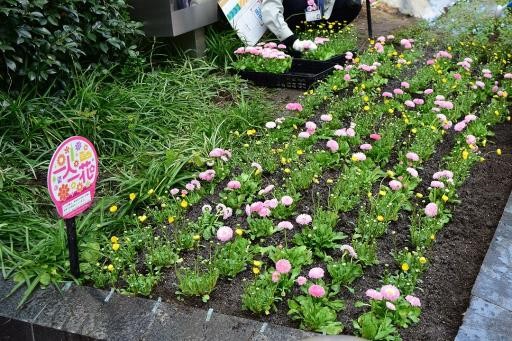 ピンクと黄色の花が整然と並んでいる写真