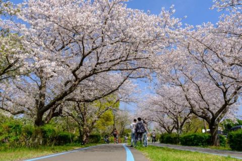 桜並木