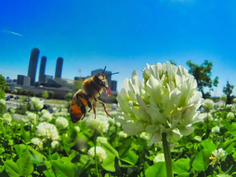 アイランドシティはばたき公園