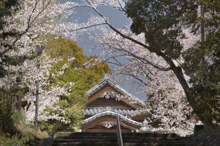 名島神社と桜