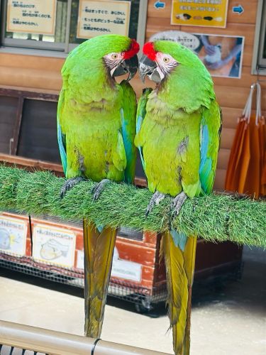 オウム
