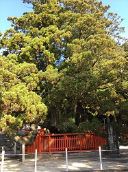 御神木綾杉