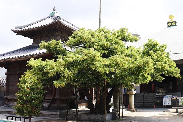 恵光院 菩提樹