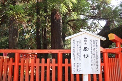 御神木綾杉