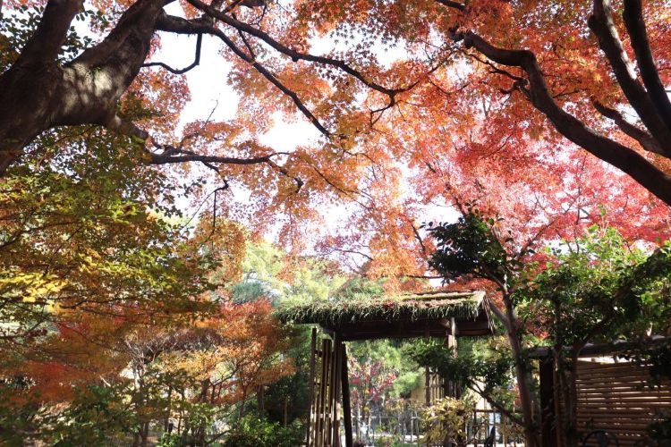紅葉
