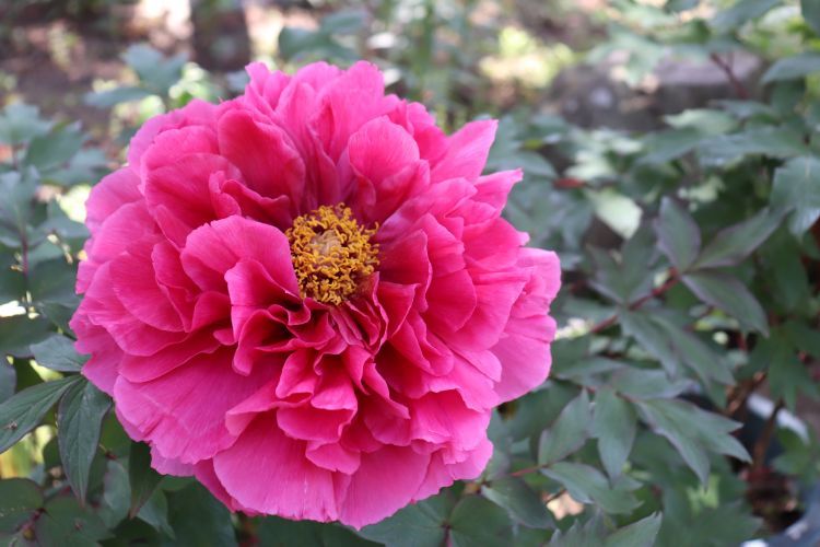 筥崎宮 花庭園 ボタン