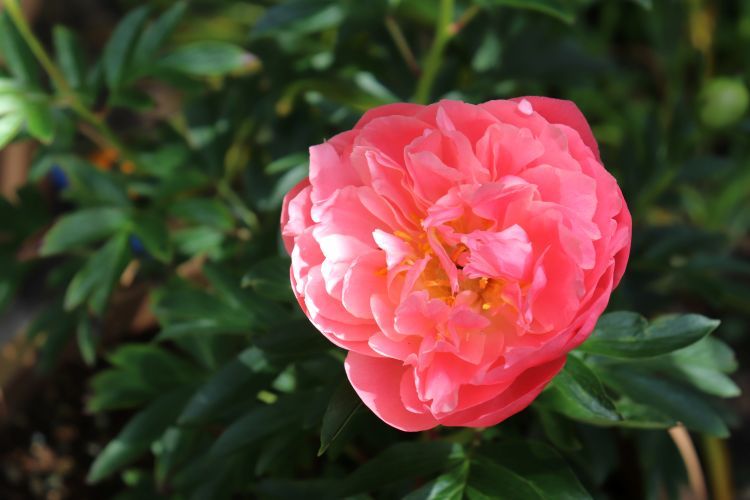 筥崎宮 花庭園 シャクヤク