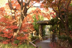 筥崎宮の紅葉