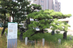 利休釜掛けの松