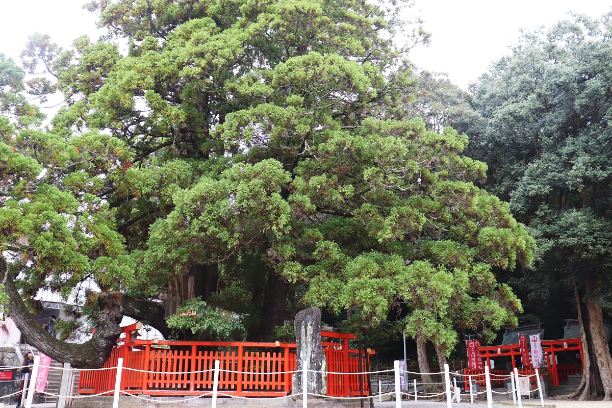香椎宮の綾杉