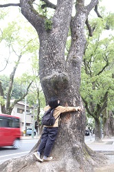 参道の楠