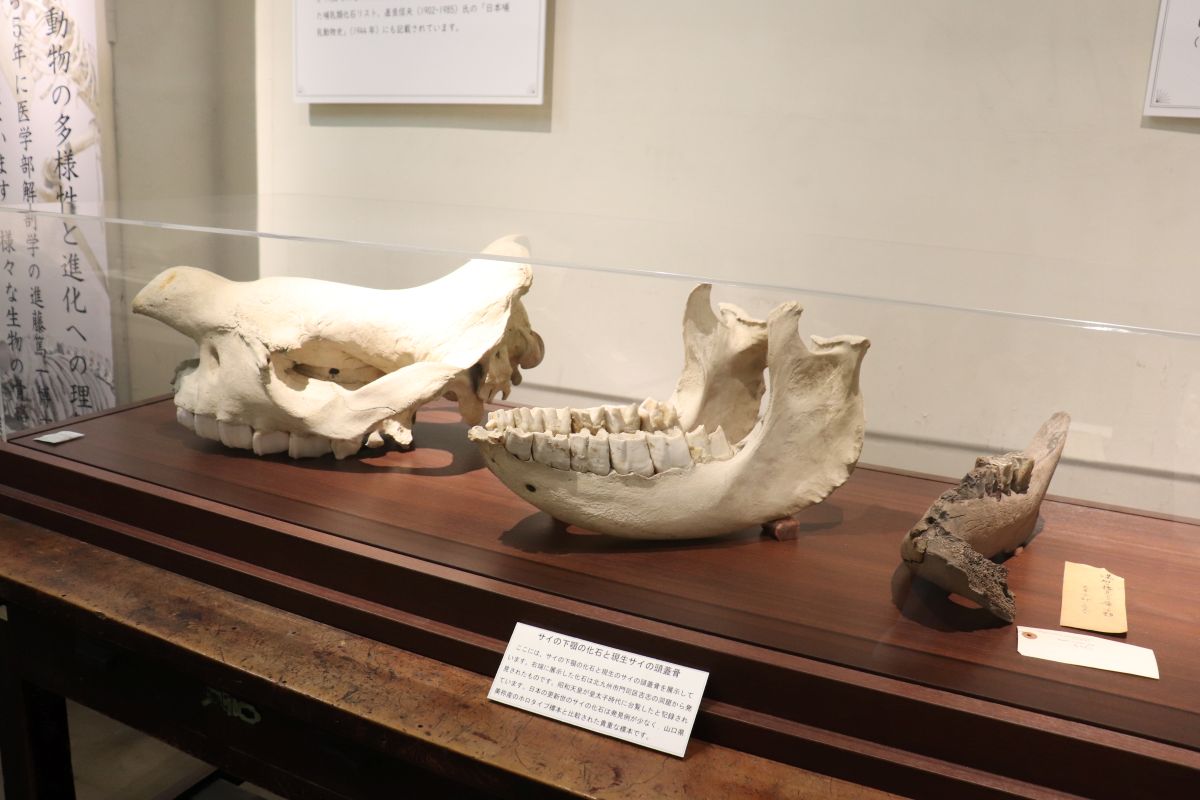 九州大学総合研究博物館の展示物1
