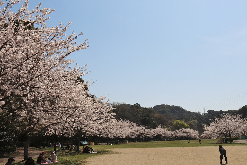 長谷ダム記念公園の桜